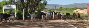 cows at Heho